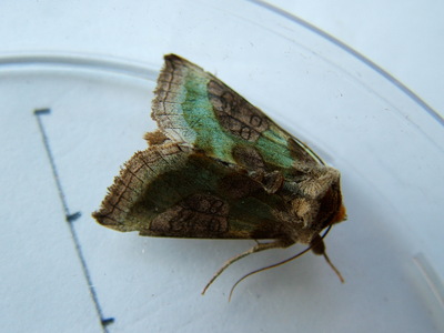 Burnished Brass